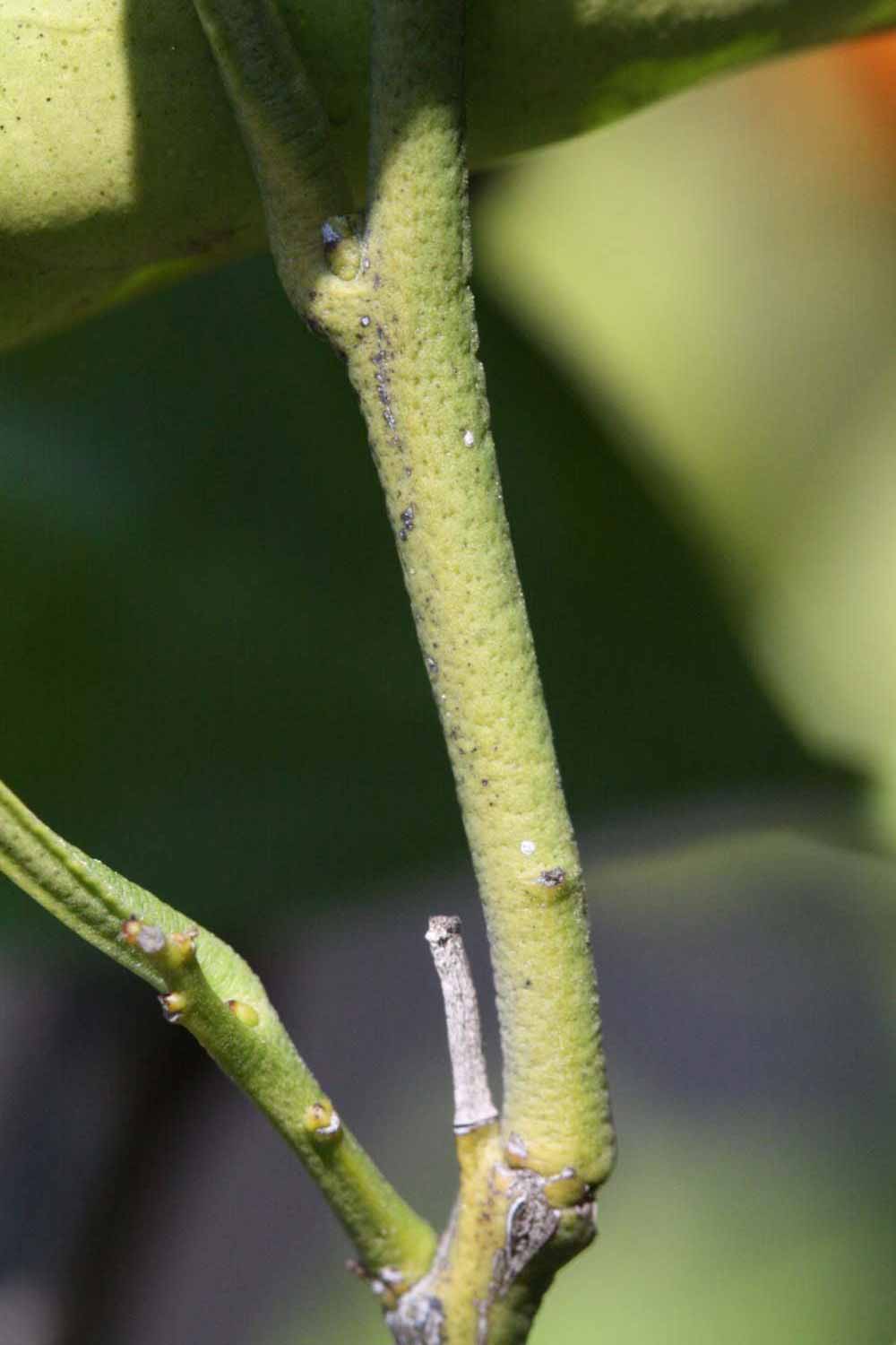              First year twig (Riverside, CA)       